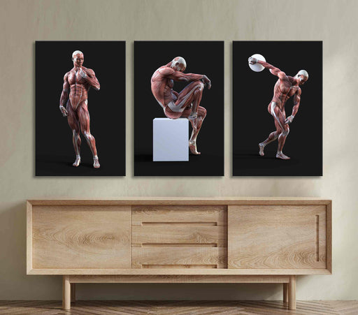 Visualization of the Male Figure Poster or Canvas Wall Art Print